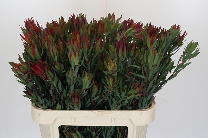 <h4>Leucadendron Blush Spray</h4>