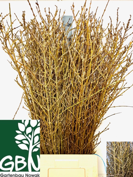 <h4>FORSYTHIA BOS</h4>