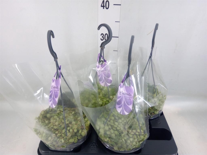 <h4>Peperomia pros.</h4>