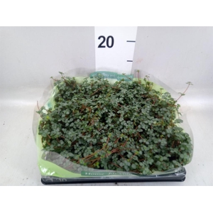 Pilea   ...mix