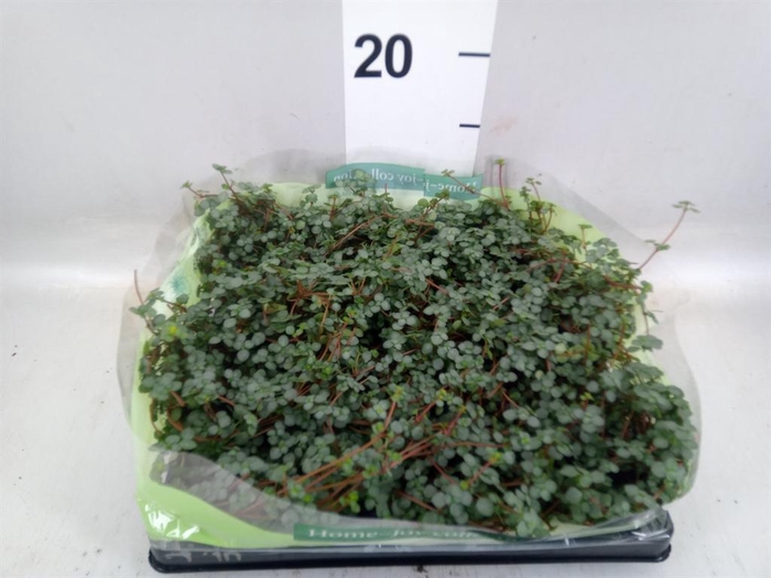 <h4>Pilea   ...mix</h4>