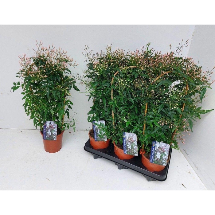 <h4>JASM POLYANTHUM WIT</h4>