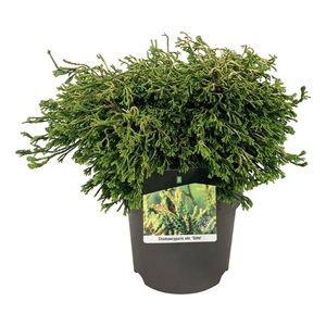 Chamaecyparis o. 'Gitte'