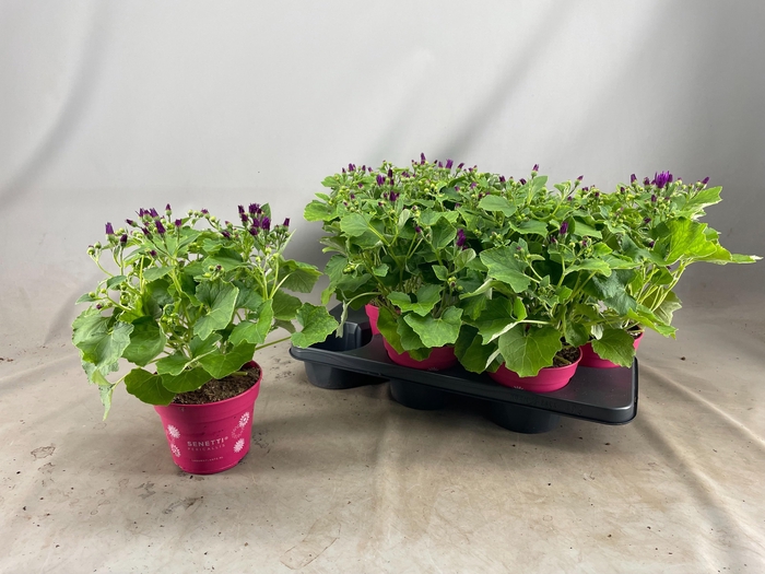 <h4>PERI C SEN MAG</h4>