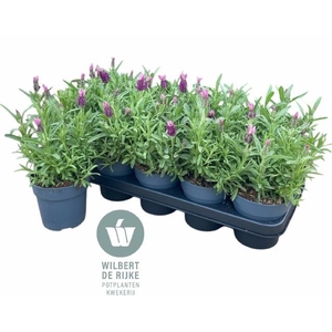 LAVAN S FA EARLY PIN