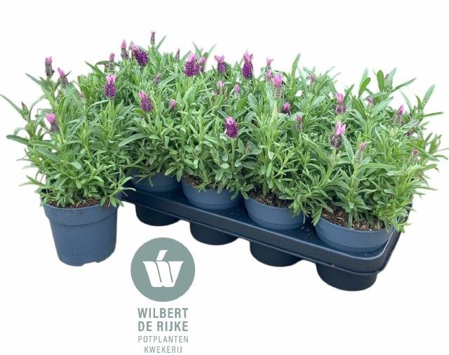 <h4>LAVAN S FA EARLY PIN</h4>