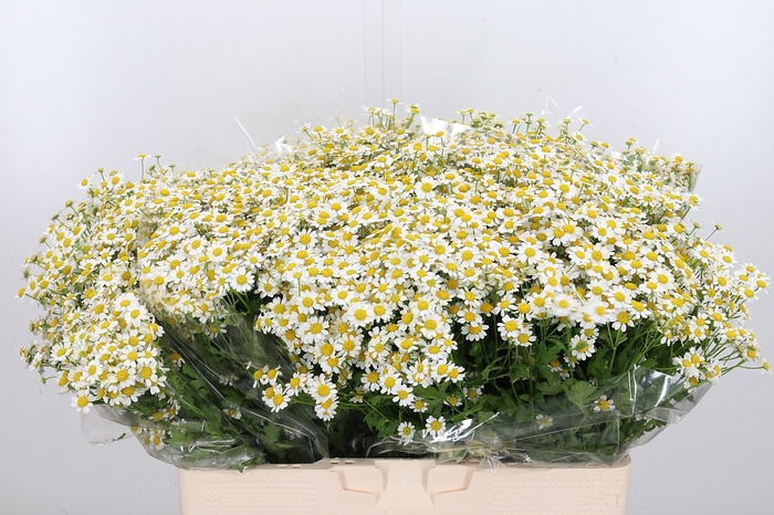 <h4>Tanacetum Pa Single Vegmo</h4>