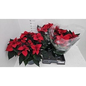 EUPHOR P CHR UNIVERS