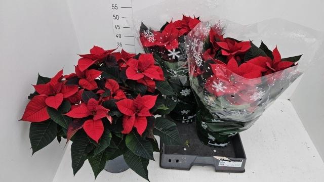 <h4>EUPHOR P CHR UNIVERS</h4>