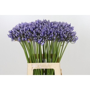 Agapanthus 'Lavender Surprise'