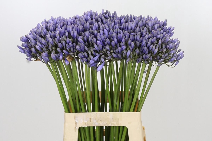 <h4>Agapanthus 'Lavender Surprise'</h4>