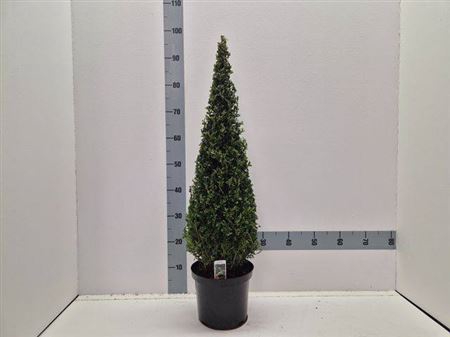 <h4>Buxu Sempervirens</h4>
