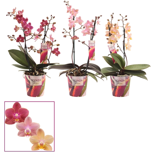 Phalaenopsis Perfíum 2 tak mix (Scenza)