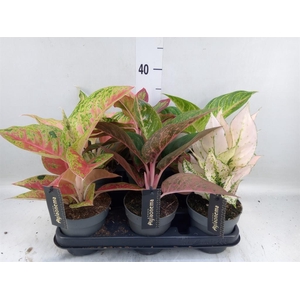 Aglaonema   ...