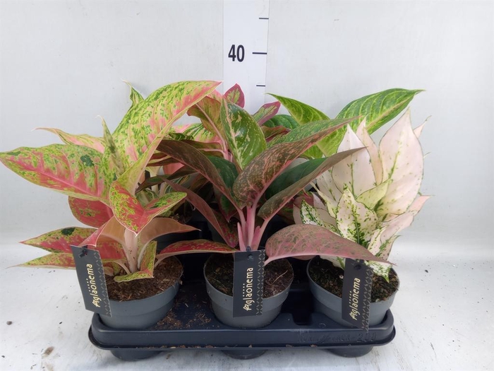 <h4>Aglaonema   ...</h4>