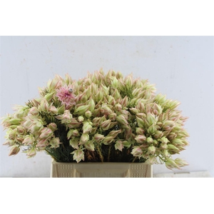 Blushing Brides Pink 6-9