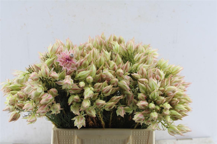 <h4>Blushing Brides Pink 6-9</h4>