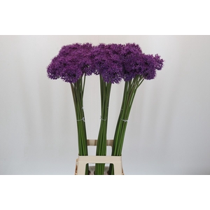 Allium Gladiator