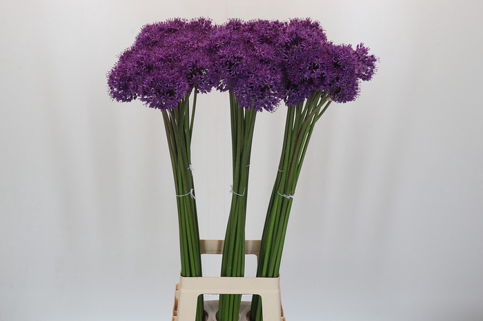 <h4>Allium Gladiator</h4>