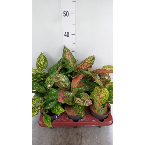 Aglaonema   ...
