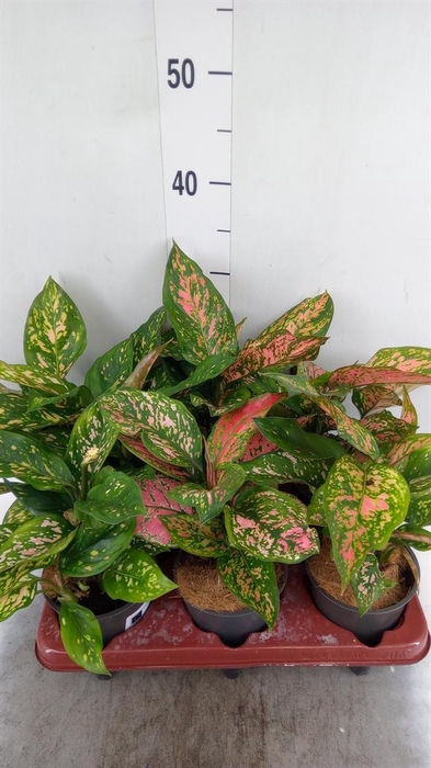 <h4>Aglaonema   ...</h4>