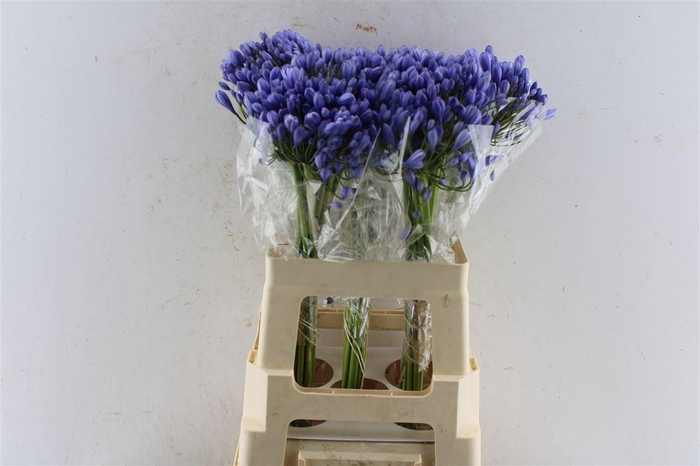 <h4>AGAP BUDDY BLUE</h4>