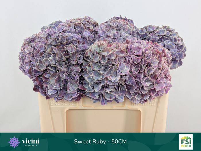 <h4>Hydr Sweet Ruby 50 cm Vicini</h4>