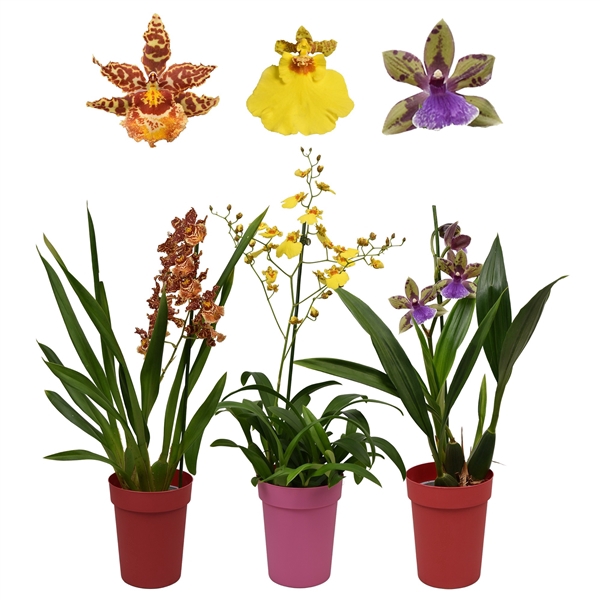 <h4>Orchideeën mix 1 tak met rode en roze kunstof pot</h4>