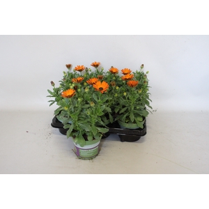 Osteospernum Senorita Lucia (Orange)