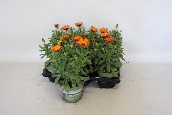 <h4>Osteospernum Senorita Lucia (Orange)</h4>
