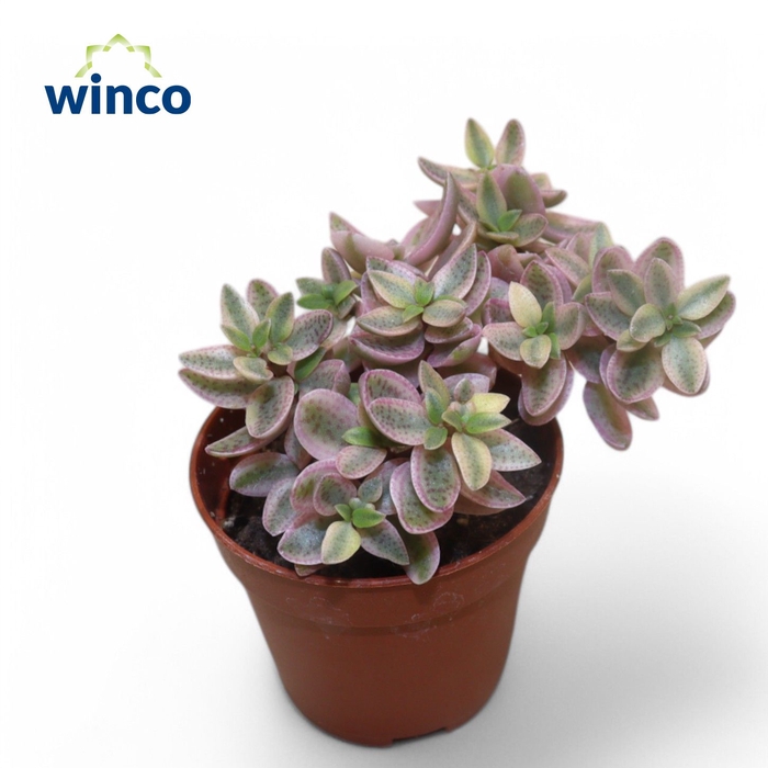 <h4>Crassula Capitella Rosea</h4>