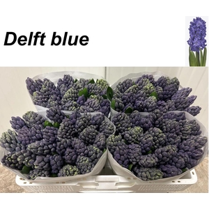 HYAC DELFT BLUE