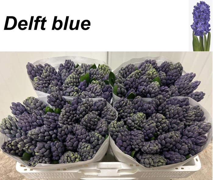 <h4>HYAC DELFT BLUE</h4>