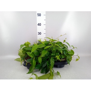 Ficus sagittata