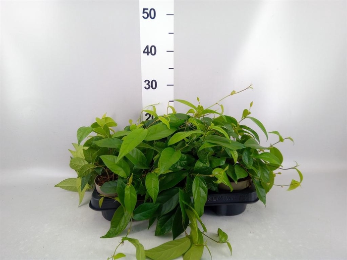 <h4>Ficus sagittata</h4>