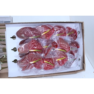 ANTHURIUM CHOCO 11/13 040 CM DIAM MIN 11 CM CHOCOLATE