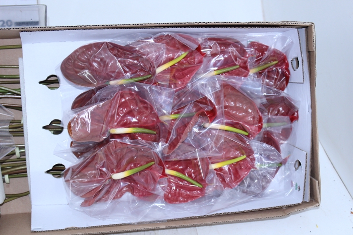 ANTHURIUM CHOCO 11/13 040 CM DIAM MIN 11 CM CHOCOLATE