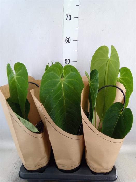 <h4>Anthurium   ...</h4>