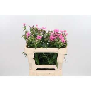 Phlox P Kiki