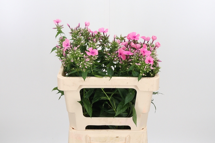 <h4>Phlox P Kiki</h4>