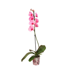 Potcover I Am Pink Phal I Am Pink 1T9+