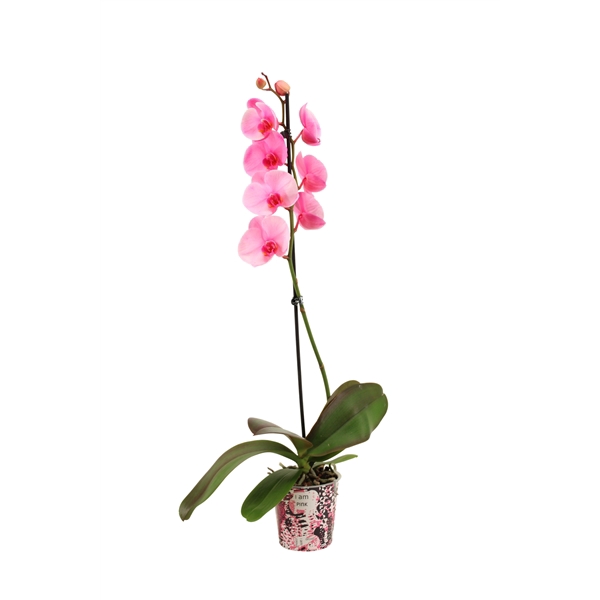 <h4>Potcover I Am Pink Phal I Am Pink 1T9+</h4>