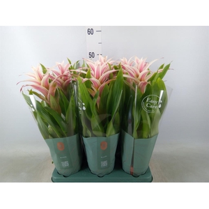 Guzmania  'Linea Pink'
