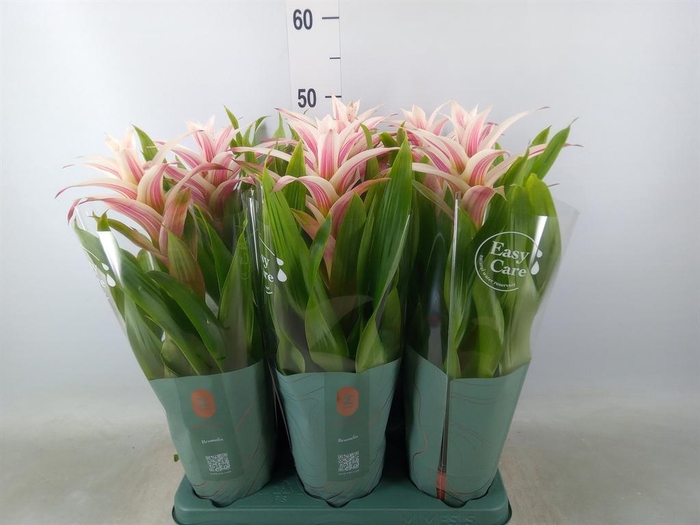 <h4>Guzmania  'Linea Pink'</h4>