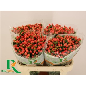 Hypericum Magical Royal Princess