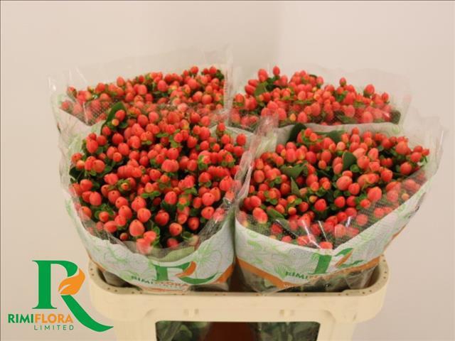 <h4>Hypericum Magical Royal Princess</h4>
