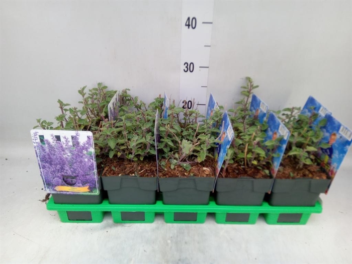 <h4>Nepeta   ...</h4>