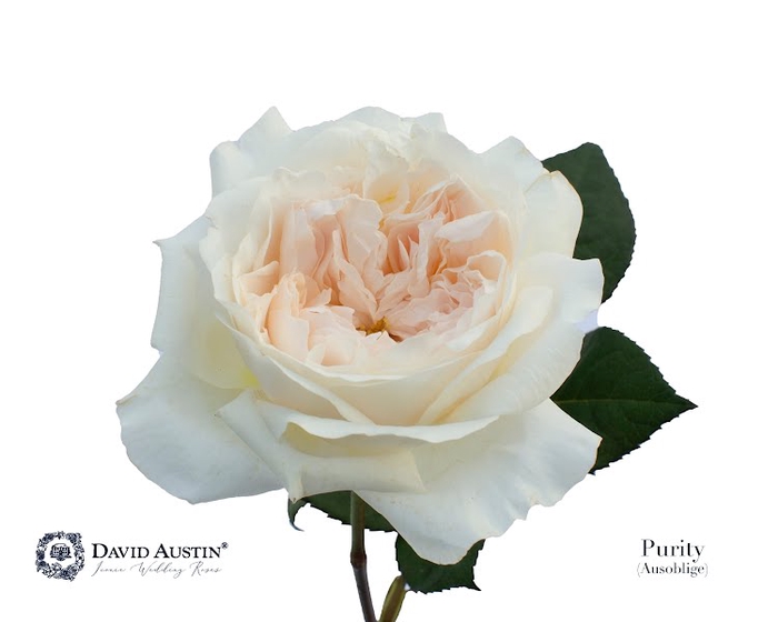 <h4>R Gr David Austin Purity</h4>