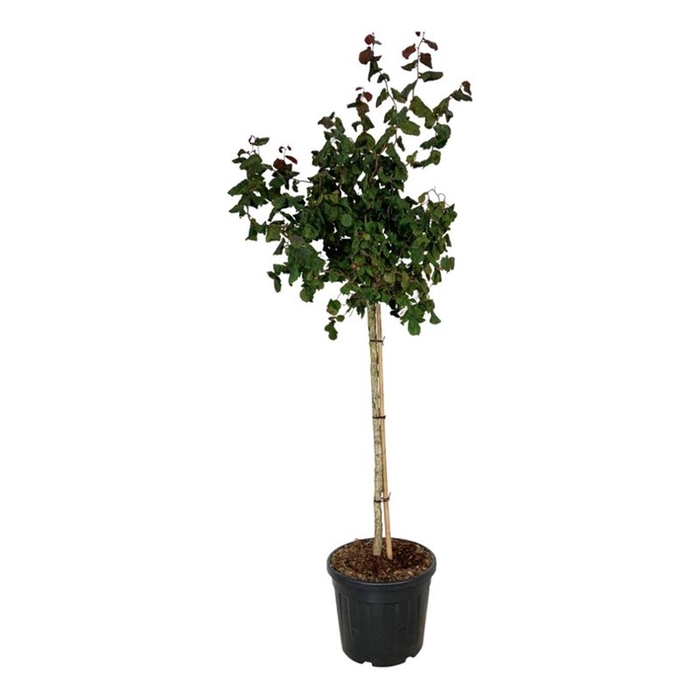 <h4>Corylus a. 'Red Majestic'</h4>