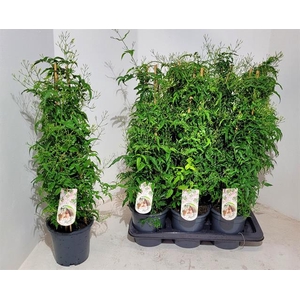 JASM POLYANTHUM WIT